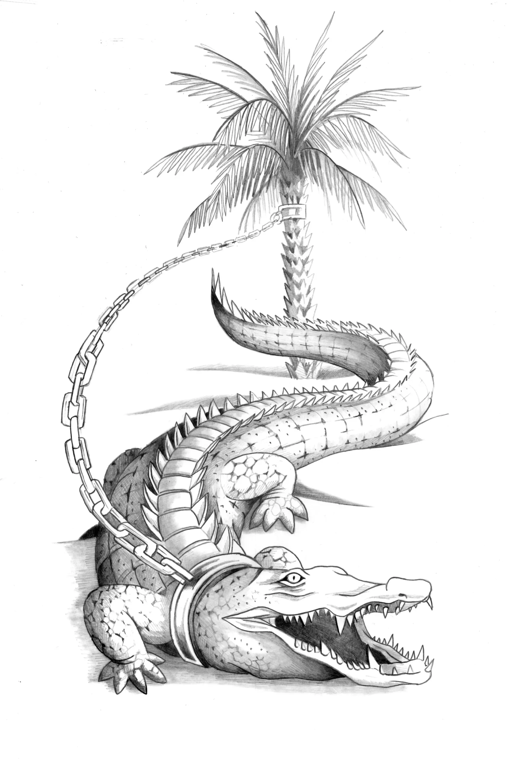 CROCODILE-Dessin Sylvain